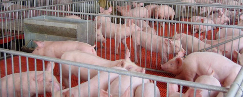 今年養豬行情如何，風險與機遇并存