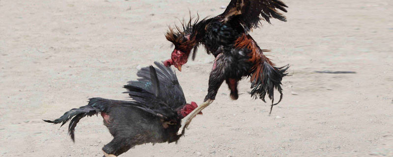 斗雞喂養(yǎng)秘訣,溫度和通風要注意,日常管理要加強