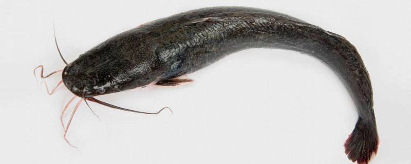 鯰魚能養多長時間