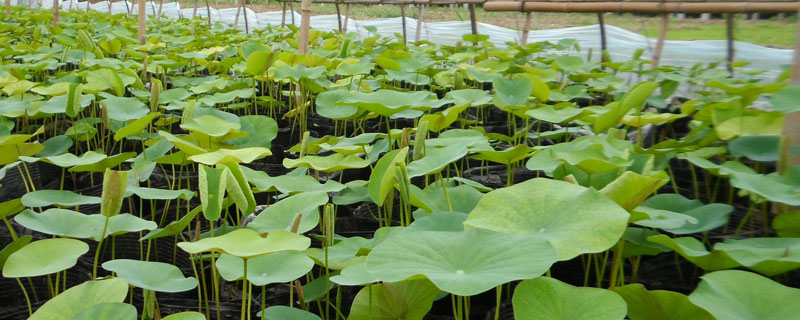 荷花種苗是什么？荷花種苗種植技術