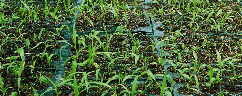 白芨種植條件 白芨種植有補(bǔ)助嗎 種植白芨有哪些風(fēng)險(xiǎn)