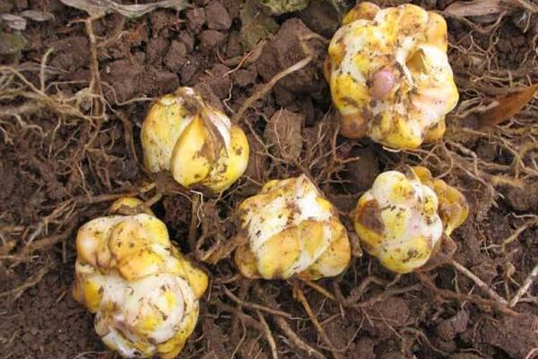 盆栽百合花怎么養？百合花盆栽種植方法