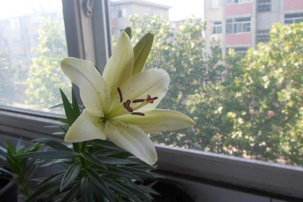 盆栽百合花怎么養？百合花盆栽種植方法