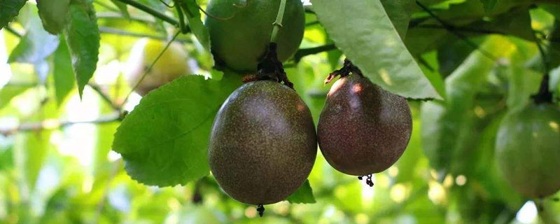 百香果施什么肥最好(施肥方案) 百香果多久施一次肥