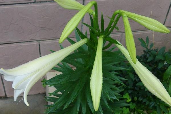 盆栽百合花怎么養？百合花盆栽種植方法