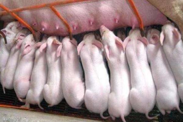 草木灰預防豬口蹄一嗎