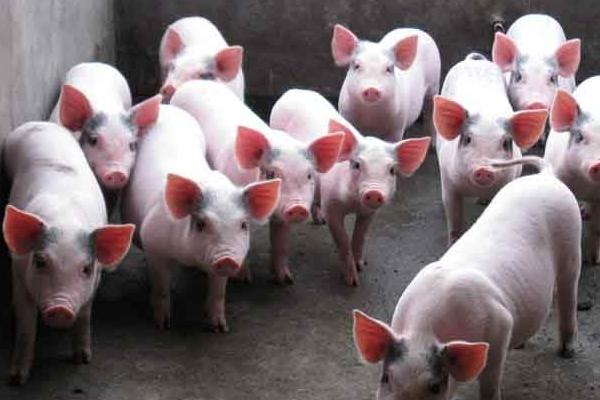 草木灰預防豬口蹄一嗎