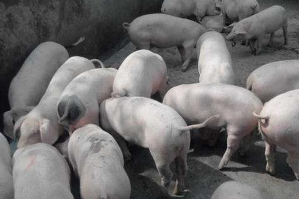 草木灰預防豬口蹄一嗎