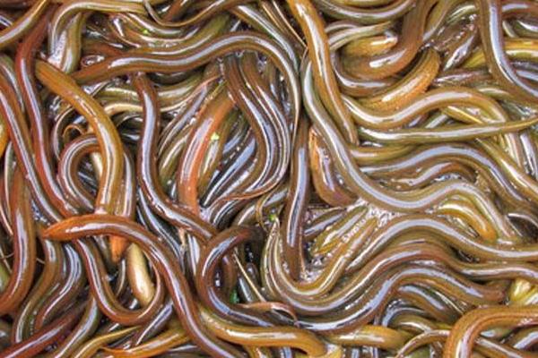 新手黃鱔養(yǎng)殖失敗原因