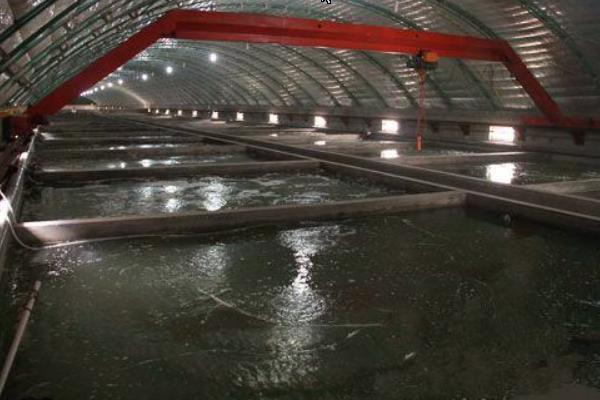 新手黃鱔養(yǎng)殖失敗原因