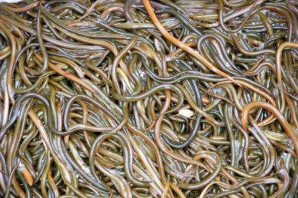 新手黃鱔養(yǎng)殖失敗原因