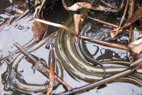 新手黃鱔養(yǎng)殖失敗原因