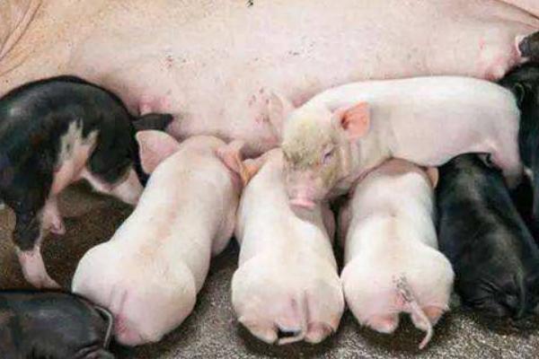 小豬拉白痢用什么藥