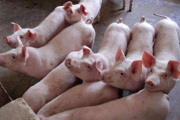 小豬拉白痢用什么藥