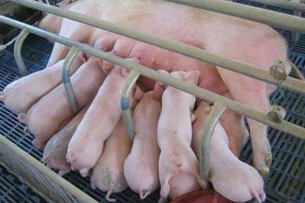 小豬拉白痢用什么藥