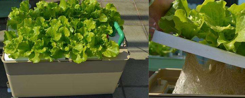 家庭室內無土種植蔬菜，選擇合適的品種