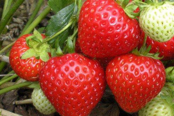 尿素對草莓的作用