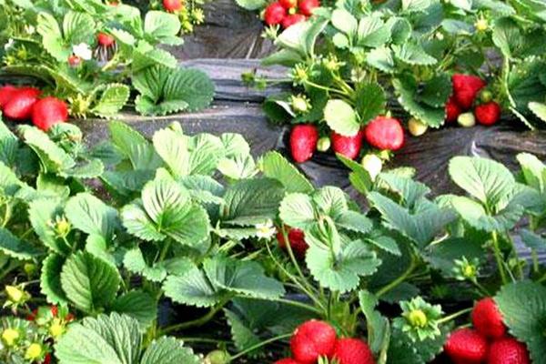 尿素對草莓的作用