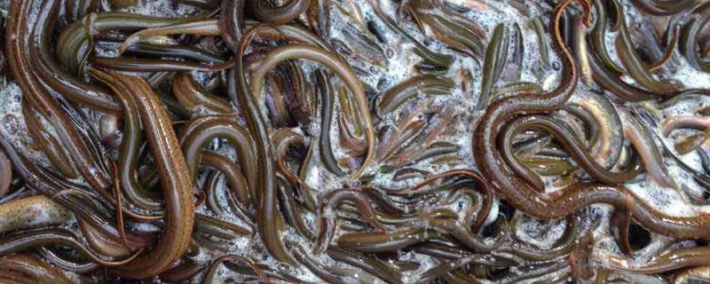 新手黃鱔養(yǎng)殖失敗原因,以下7點(diǎn)需注意