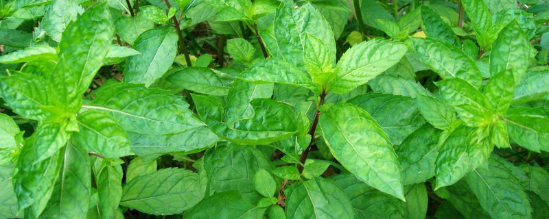 薄荷的種植方法和時間，根據當地環境及種植方式決定時間