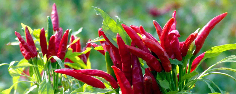 朝天椒種植時間和方法，3月中旬播種，需積極施肥保證產量