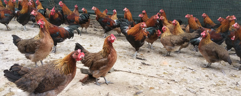 怎樣預防雞瘟？5種常見的雞病預防方法