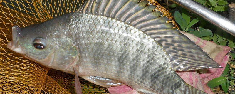 羅非魚養四個月能多大，超過一斤為正常