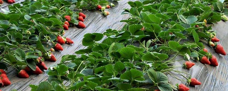 尿素對(duì)草莓的作用，正確使用尿素有助于提高品質(zhì)和產(chǎn)量