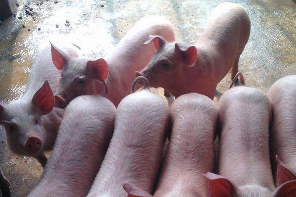 用食醋防治仔豬拉稀