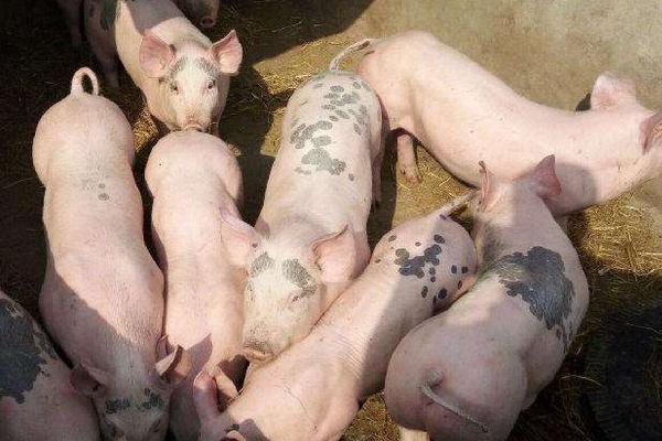 用食醋防治仔豬拉稀