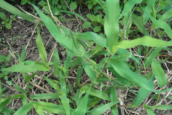 二甲戊靈的使用禁忌