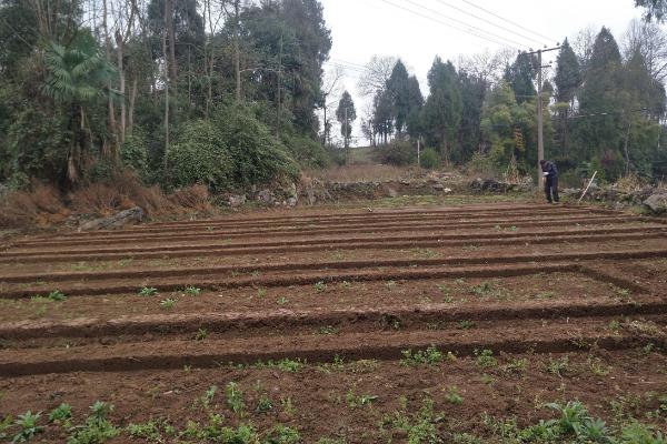 板藍根種植技術要點