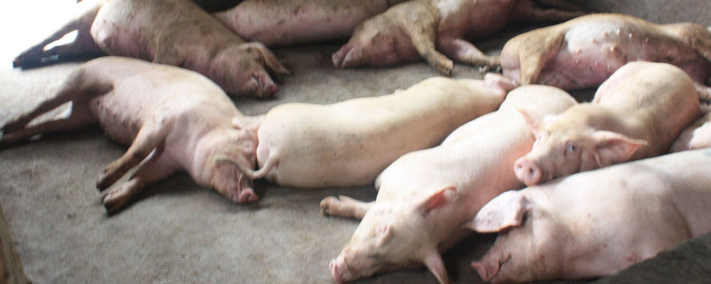 怎樣預防非洲豬瘟？定期給豬群及豬舍殺毒