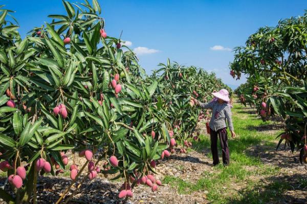 不傷果樹的除草劑