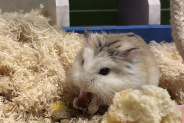 倉鼠養殖場是怎么