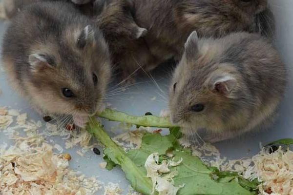 倉鼠養殖場是怎么