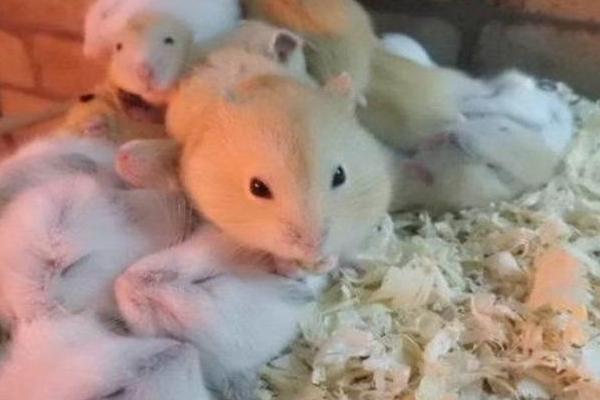 倉鼠養殖場是怎么