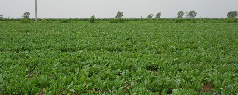 板藍根種植技術要點,加強田間管理是關鍵