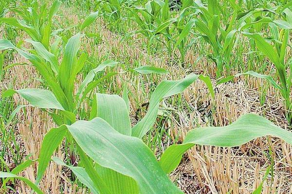 不傷果樹的除草劑，除草效果好且不傷果樹