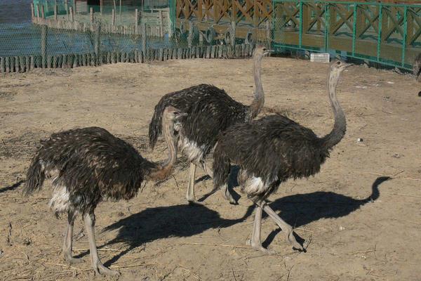 養(yǎng)鴯鹋掙錢嗎？目前市場較為空白，利潤與風(fēng)險(xiǎn)并存