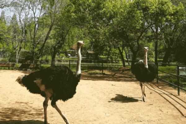 養(yǎng)鴯鹋掙錢嗎？目前市場較為空白，利潤與風(fēng)險(xiǎn)并存