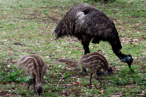 養(yǎng)鴯鹋掙錢嗎？目前市場較為空白，利潤與風(fēng)險(xiǎn)并存