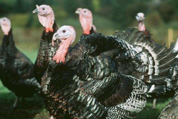 養(yǎng)火雞賺錢嗎？從其優(yōu)勢來分析風險與前景