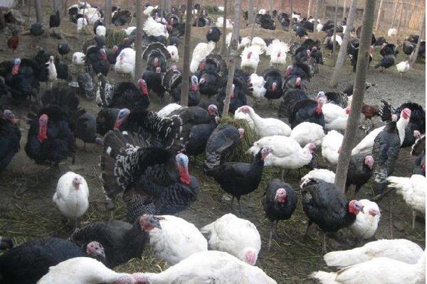 養(yǎng)火雞賺錢嗎？從其優(yōu)勢來分析風險與前景