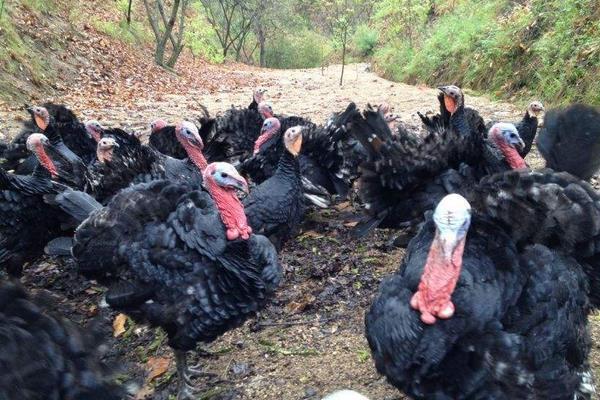 養(yǎng)火雞賺錢嗎？從其優(yōu)勢來分析風險與前景