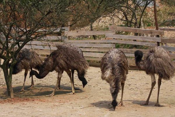 養(yǎng)鴯鹋掙錢嗎？目前市場較為空白，利潤與風(fēng)險(xiǎn)并存