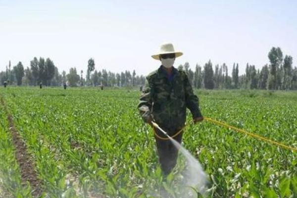 二甲戊靈的使用禁忌