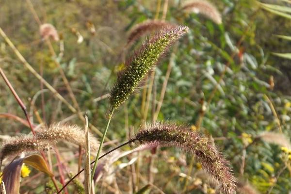 二甲戊靈的使用禁忌