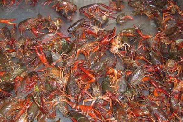 龍蝦苗哪里有批發(fā)