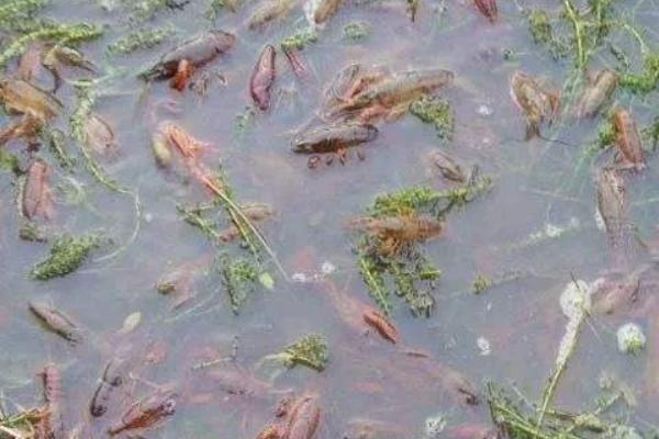 龍蝦苗哪里有批發(fā)